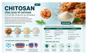 Chitosan là polymer sinh học được sản xuất từ kitin trong vỏ tôm, cua và nhiều nguồn nguyên liệu tự nhiên khác. Với đặc tính kháng khuẩn, tạo màng và phân hủy sinh học, chitosan đang trở thành vật liệu quan trọng trong công nghệ bảo quản thực phẩm và phát triển bền vững.