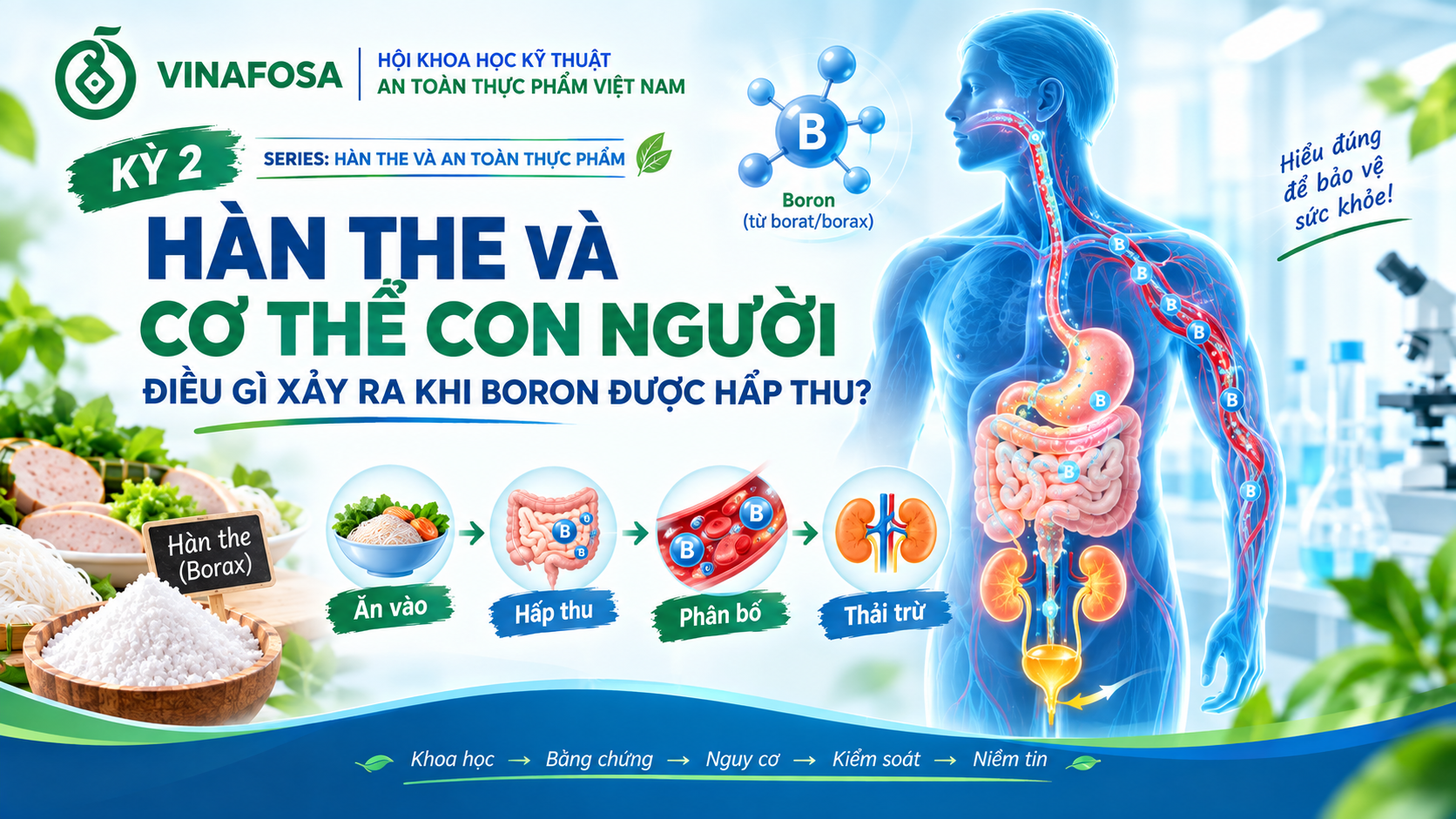 Hàn the vào cơ thể như thế nào? Boron được hấp thu và đào thải ra sao?